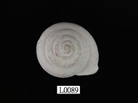 藏品(鹿野氏蝸牛)的圖片